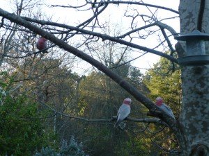 Galahs in the Adelaide Hills